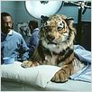 Dr. Dolittle : foto Eddie Murphy
