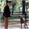 Encontro de Amor : foto Ralph Fiennes