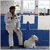 O Cachorro : foto