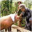 Nanny McPhee - A Babá Encantada : foto Angela Lansbury, Colin Firth