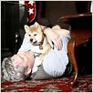 Sempre ao Seu Lado : foto Richard Gere