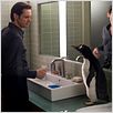 Os Pinguins do Papai : foto Jim Carrey