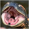 Anaconda : foto