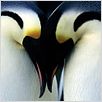 A Marcha dos Pingüins : foto
