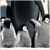 A Marcha dos Pingüins : foto