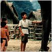 Operação Dumbo : foto