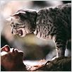 Mulher-Gato : foto