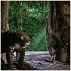 A Selva : foto
