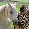 Deu Zebra! : foto
