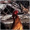 Aquele Querido Mês de Agosto : foto