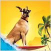 Marmaduke : poster
