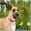 Marmaduke : foto