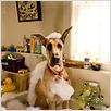 Marmaduke : foto