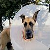 Marmaduke : foto