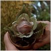 A Pequena Loja dos Horrores : foto