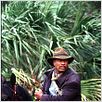 O Massacre de Rosewood : foto