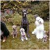 Um Cão do Outro Mundo : foto