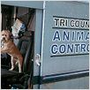 Um Cão do Outro Mundo : foto