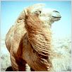 Camelos Também Choram : foto