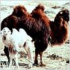 Camelos Também Choram : foto
