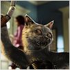 Como Cães e Gatos : foto