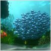 Procurando Nemo : foto