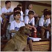 Bud, O Cão Amigo : foto