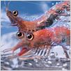 Happy Feet 2 - O Pinguim : foto