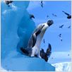 Happy Feet 2 - O Pinguim : foto