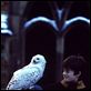 Harry Potter e a Pedra Filosofal : foto Chris Columbus, Daniel Radcliffe