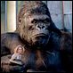 King Kong : foto Naomi Watts