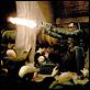 Blade 2 : foto Wesley Snipes