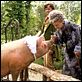 Nanny McPhee - A Babá Encantada : foto Angela Lansbury, Colin Firth