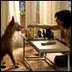 A Casa do Lago : foto Sandra Bullock
