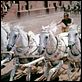 Ben-Hur : foto Charlton Heston