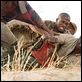 Diamante de Sangue : foto Djimon Hounsou