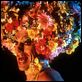 Priscilla, a Rainha do Deserto : foto Terence Stamp
