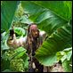Piratas do Caribe - Navegando em Águas Misteriosas : foto Johnny Depp, Rob Marshall