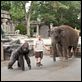 O Zelador Animal : foto Kevin James