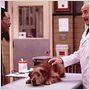 Dr. Dolittle