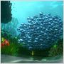 Procurando Nemo