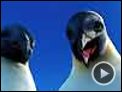 Happy Feet - O Pingüim Trailer (3) Original
