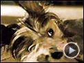 Um Hotel Bom pra Cachorro Trailer Original