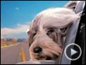 Um Hotel Bom pra Cachorro Trailer (2) Original