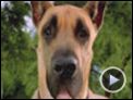 Marmaduke Trailer (2) Original