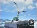As Aventuras de Sammy Trailer Original