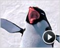 Happy Feet - O Pingüim Trailer (2) Original