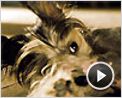 Um Hotel Bom pra Cachorro Trailer Original