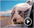 Um Hotel Bom pra Cachorro Trailer (2) Original