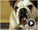 Um Hotel Bom pra Cachorro Trailer (3) Original